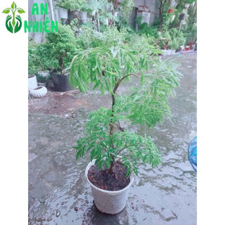Cây Đinh Lăng 40cm