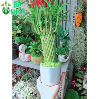 Chậu Trúc Phát Tài