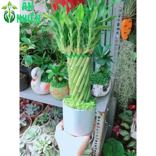 Chậu Trúc Phát Tài