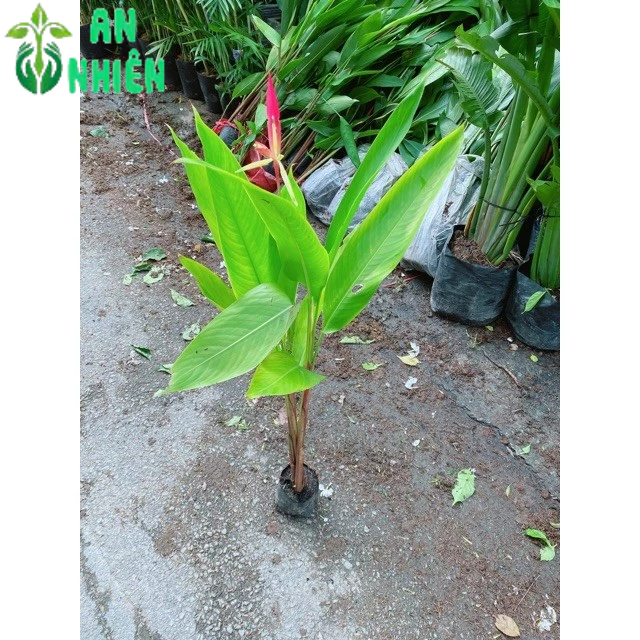 Cây Chuối Mỏ Két