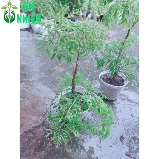 Cây Đinh Lăng 40cm