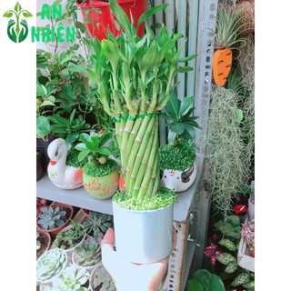 Chậu Trúc Phát Tài