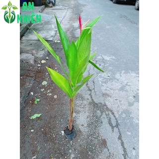 Cây Chuối Mỏ Két