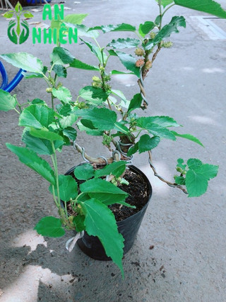 Cây Dâu Tầm Bonsai
