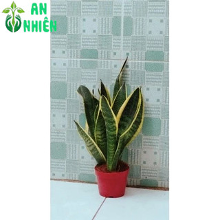 Cây Lưỡi Hổ cao 35cm