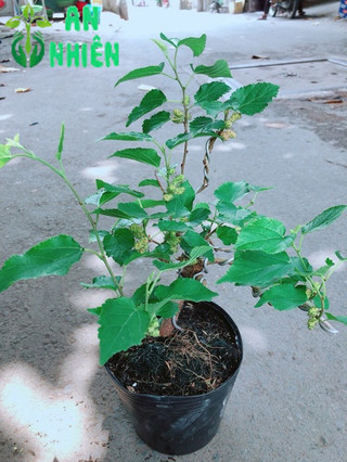 Cây Dâu Tầm Bonsai