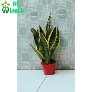 Cây Lưỡi Hổ cao 35cm