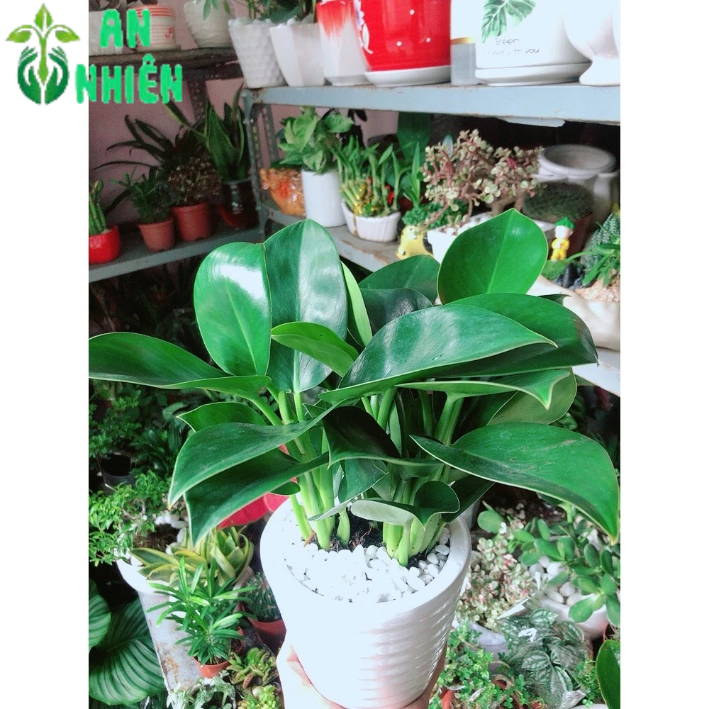 Chậu Cây Trầu Bà Đế Vương Xanh