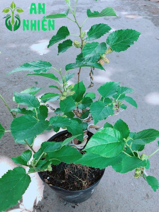 Cây Dâu Tầm Bonsai