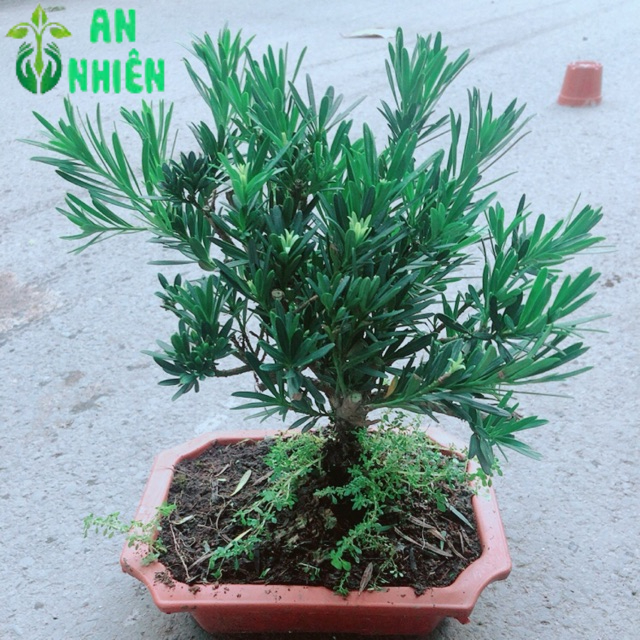 Chậu Tùng Vạn Niên 22cm