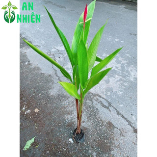 Cây Chuối Mỏ Két