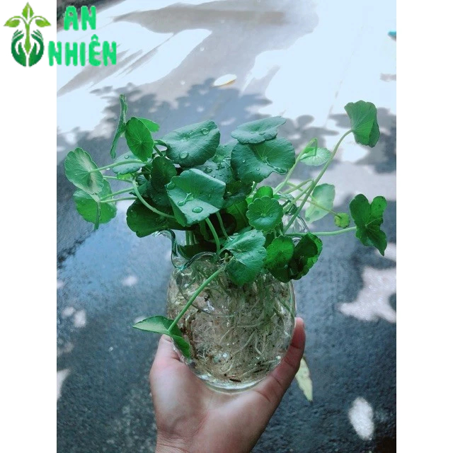 Chậu Cỏ Đồng Tiền Thuỷ Sinh