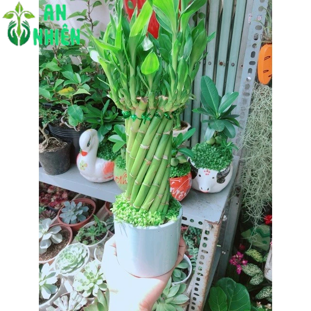 Chậu Trúc Phát Tài