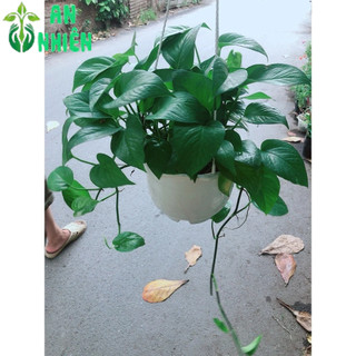 Chậu Trầu Bà Xanh Treo