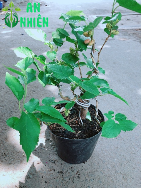 Cây Dâu Tầm Bonsai
