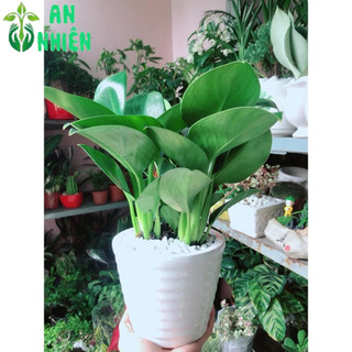 Chậu Cây Trầu Bà Đế Vương Xanh