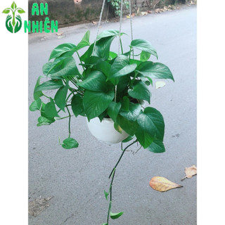 Chậu Trầu Bà Xanh Treo