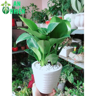 Chậu Cây Trầu Bà Đế Vương Xanh