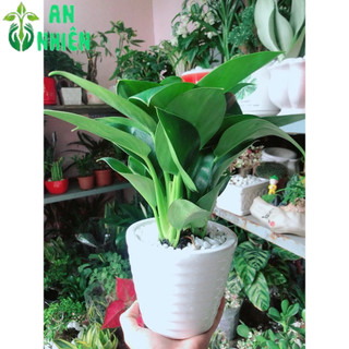 Chậu Cây Trầu Bà Đế Vương Xanh