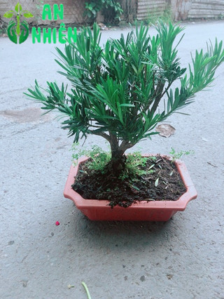 Chậu Tùng Vạn Niên 22cm