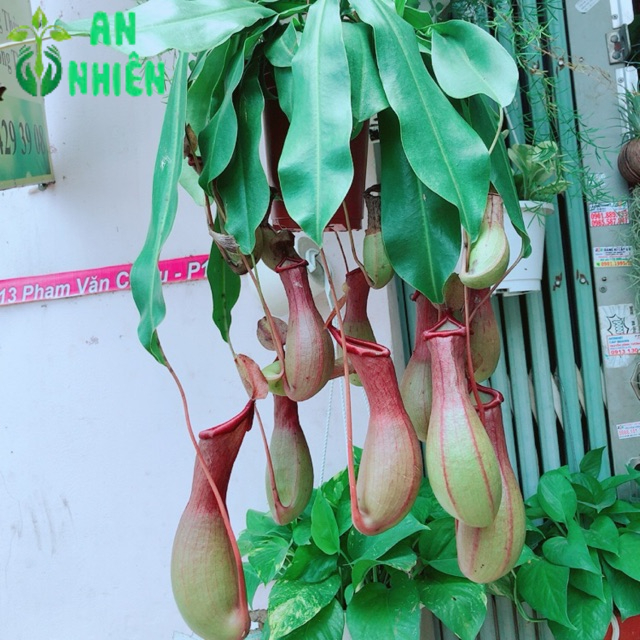 Cây Nắp Ấm Hàng Đẹp