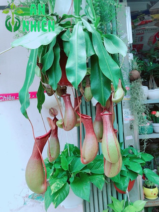 Cây Nắp Ấm Hàng Đẹp