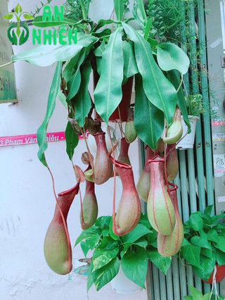 Cây Nắp Ấm Hàng Đẹp