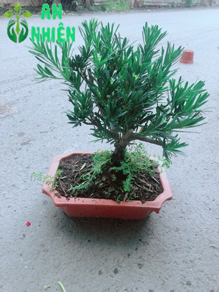 Chậu Tùng Vạn Niên 22cm