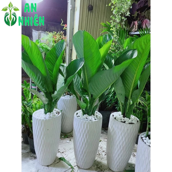 Chậu Cây Đại Phú Gia