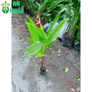 Cây Chuối Mỏ Két