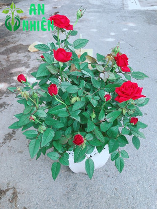 Chậu Hoa Hồng Có Hoa Sẵn