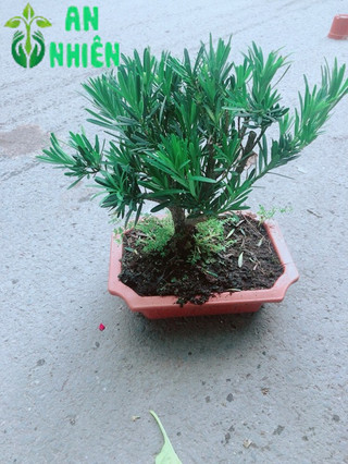 Chậu Tùng Vạn Niên 22cm