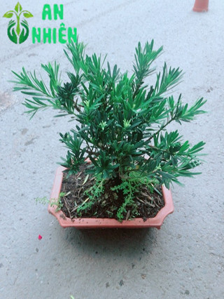 Chậu Tùng Vạn Niên 22cm