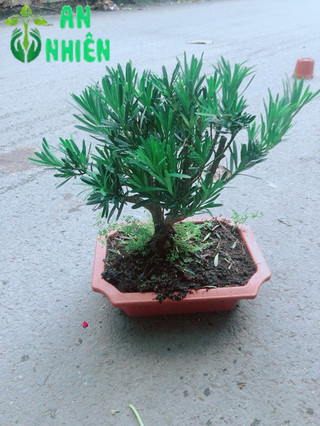 Chậu Tùng Vạn Niên 22cm