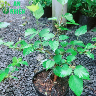 Cây Dâu Tầm Bonsai