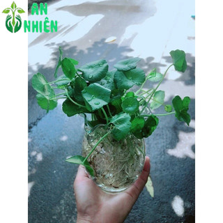 Chậu Cỏ Đồng Tiền Thuỷ Sinh