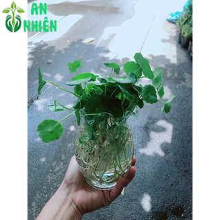 Chậu Cỏ Đồng Tiền Thuỷ Sinh