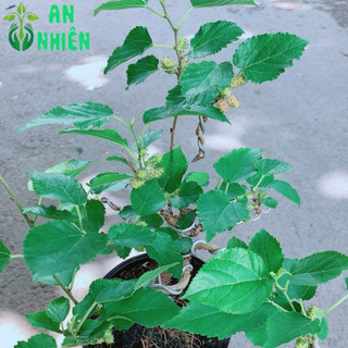 Cây Dâu Tầm Bonsai