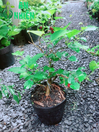 Cây Dâu Tầm Bonsai