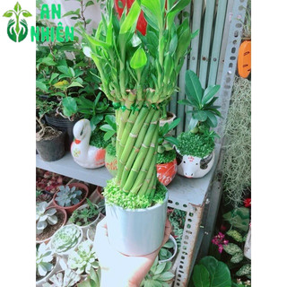 Chậu Trúc Phát Tài