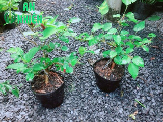Cây Dâu Tầm Bonsai