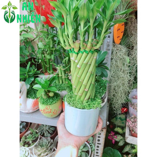 Chậu Trúc Phát Tài