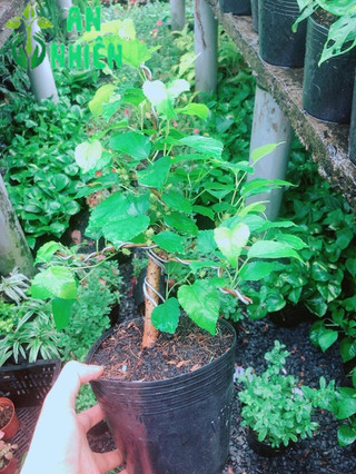 Cây Dâu Tầm Bonsai
