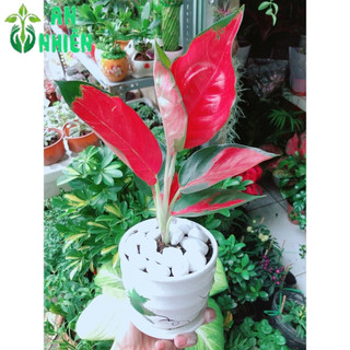 Chậu Cây Phú Quý Đỏ