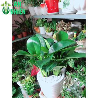 Chậu Cây Trầu Bà Đế Vương Xanh