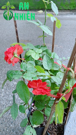 Hoa Hồng Lửa Màu Đỏ