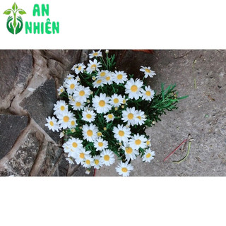 Cúc Hoạ Mi