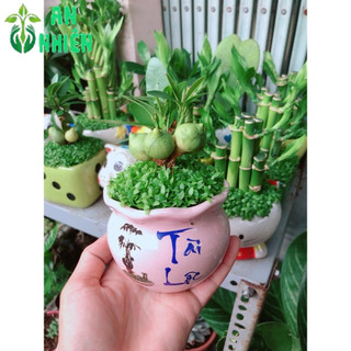 Chậu Cây May Mắn Tài Lộc