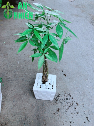 Chậu Kim Ngân Thắt Bính