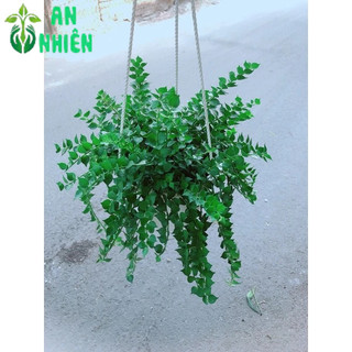 Chậu Cây Lá Tim
